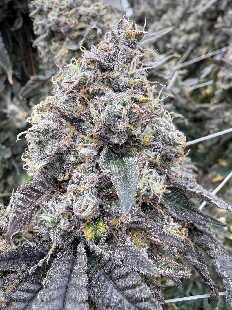 Gas Faced Fritter cola with purple calyxes and orange pistils, a trellis net behind