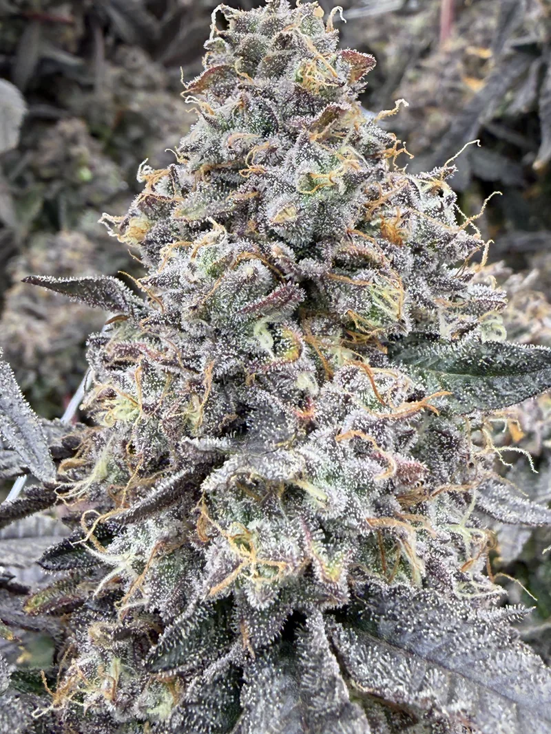 Gas Faced Fritter cola with frosted calyxes and orange pistils
