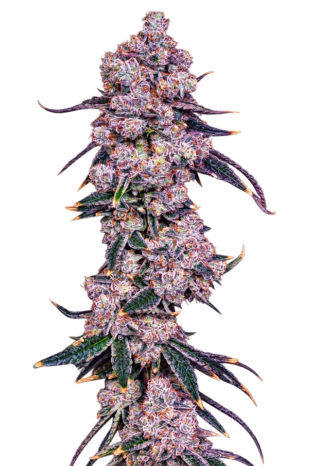 Illustration representing Strawberry Froyo; not a photograph of the plant