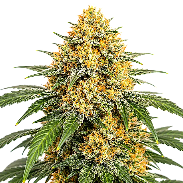 Illustration representing Tropical Creamsicle; not a photograph of the plant