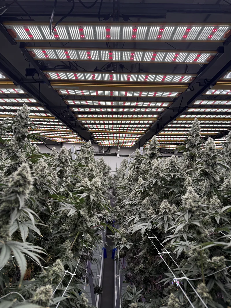 Rows of plants under LED light bars, trellis netting between the rows