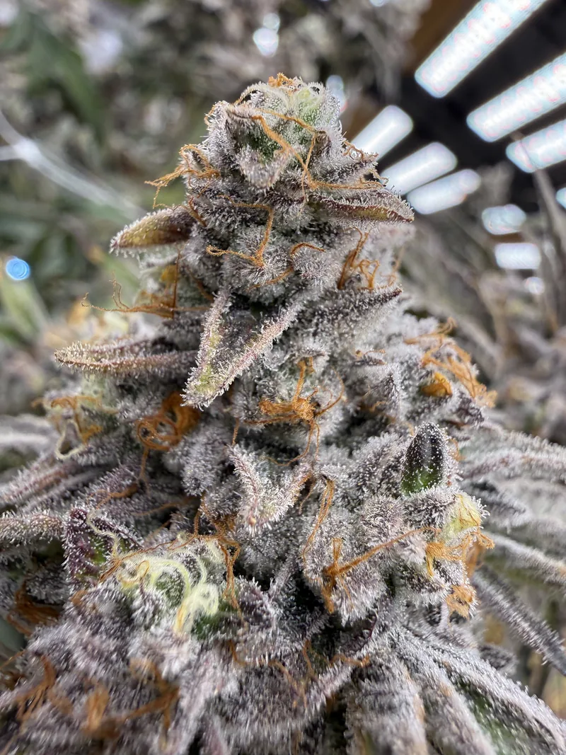 Shady Meringue cola with frosted calyxes, purple leaf tips and orange pistils
